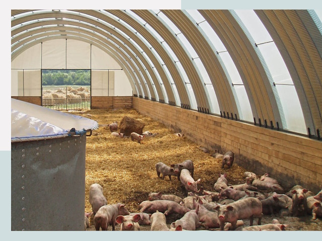 Строительство свинарников в Курчатове