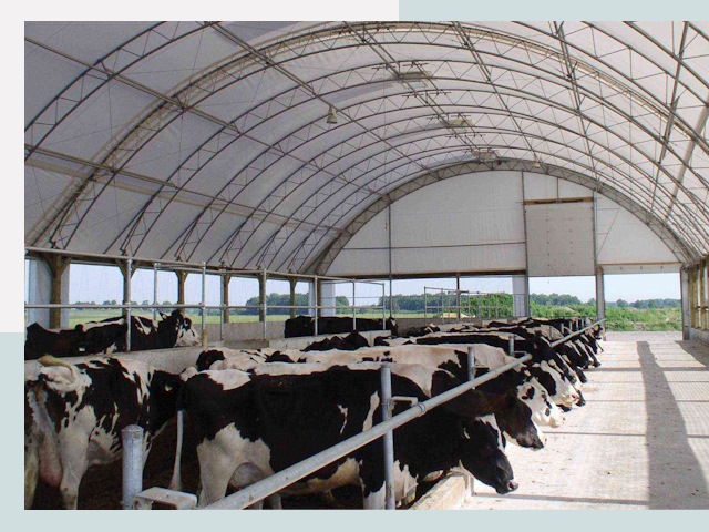 Тентовые коровники в Курчатове